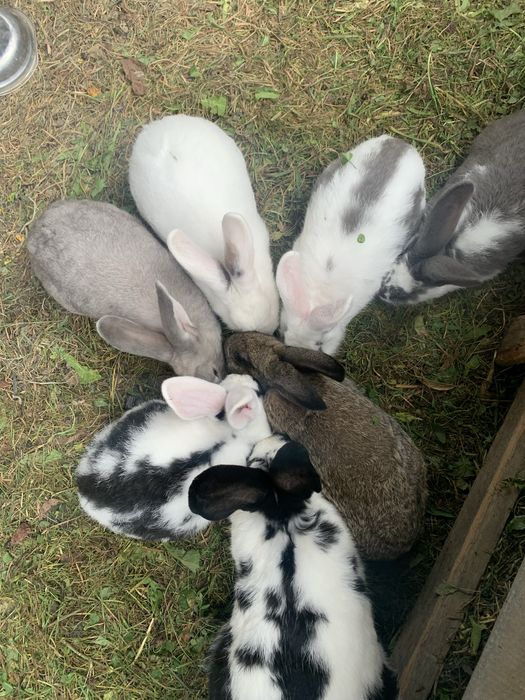 Продам кроликів різного віку