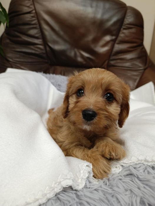 #suczka Cavapoo #