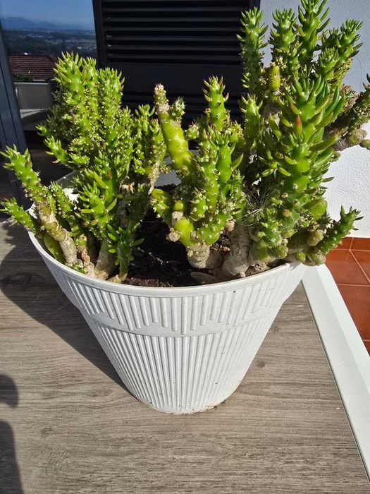 Plantas: Citronela, Catos, Aloe Vera, Sardinheiras