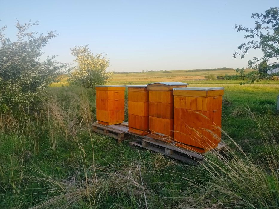 Odkłady pszczele ramka Wielkopolska Pszczoły Krainka Alpejka Hinder