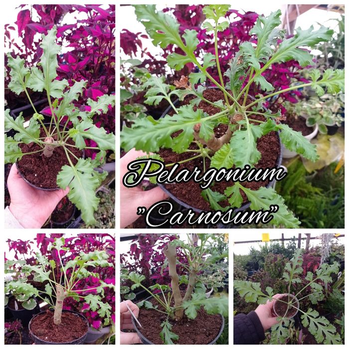 Пеларгонія великий вибір
