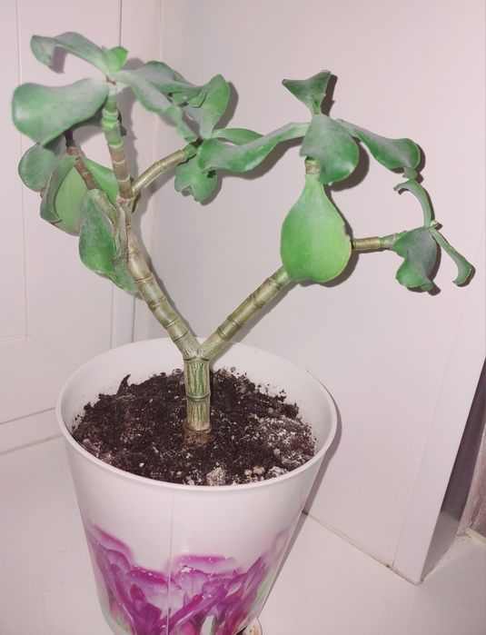 Суккуленты и другие цветы_2