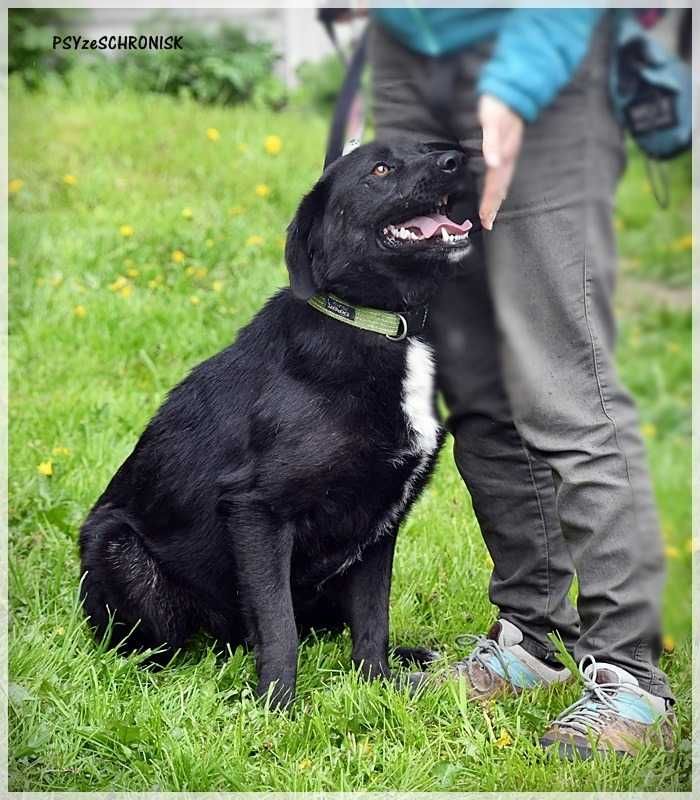 Lusiek- czy szukasz przyjaciela? Pies do adopcji