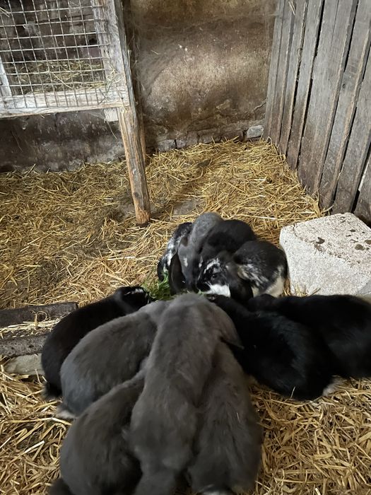 Króliki Olbrzymy Belgijskie i Barany Francuskie