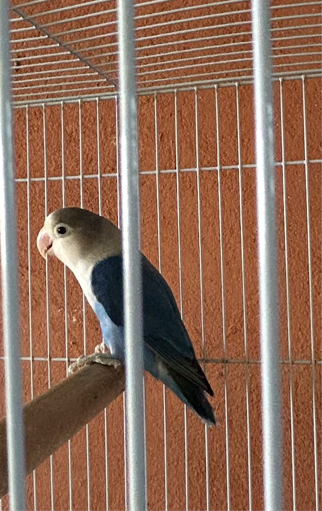 Agaporni azul.