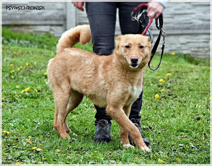 Adela- nieśmiała ruda suczka. Pies do adopcji