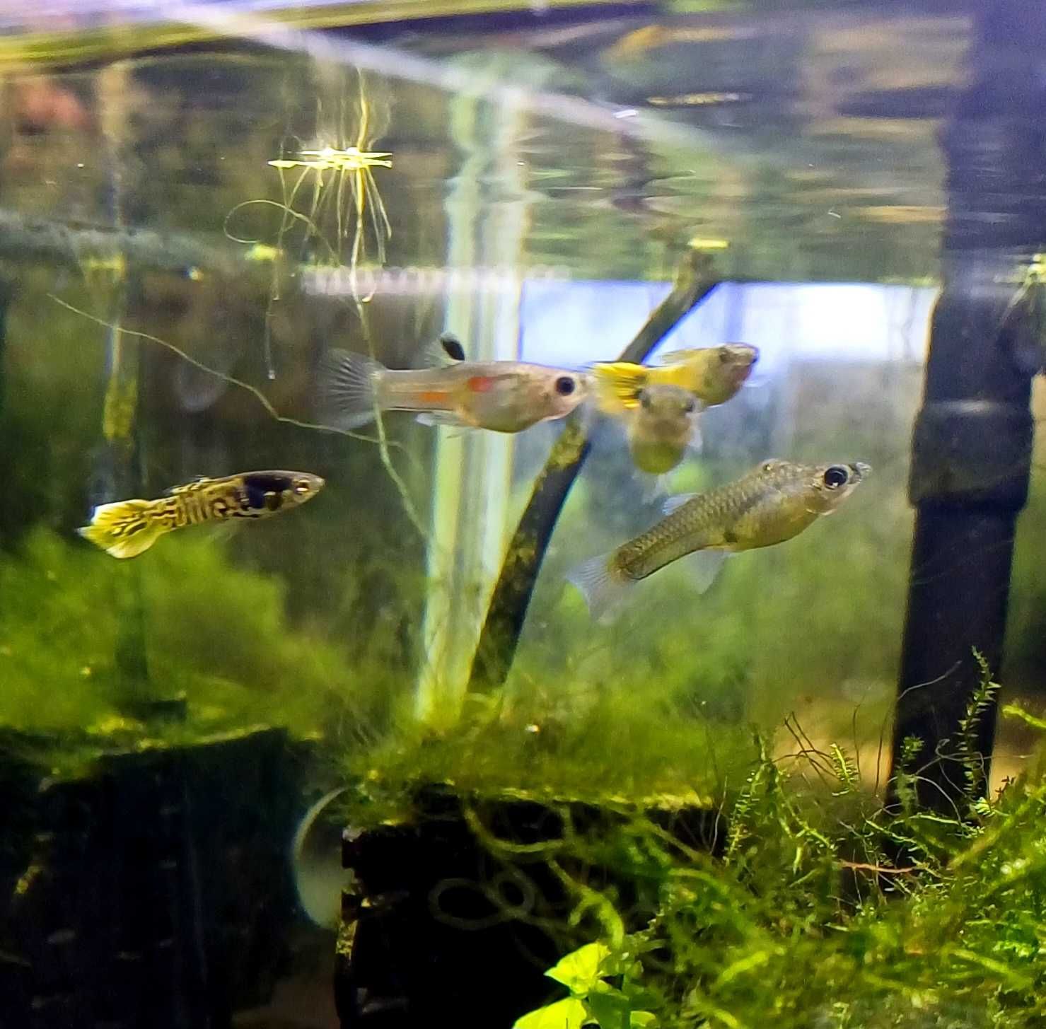 Rybki do akwarium - Gupiki Endlera Yellow Tiger
