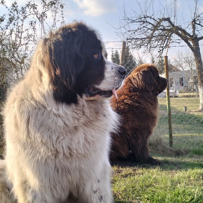 Nowofundland zapowiedź miotu wiosna 2026