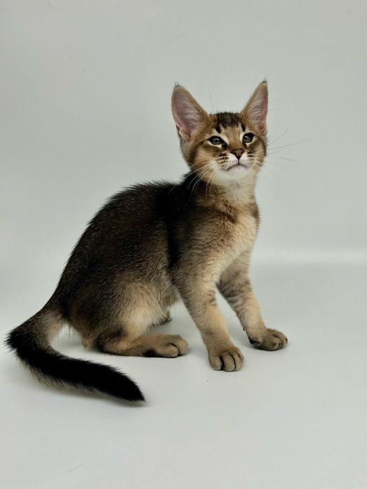 Абиссинец мальчик