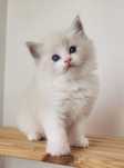 Kocurek ragdoll seal bicolor po mamie Grand International Champion