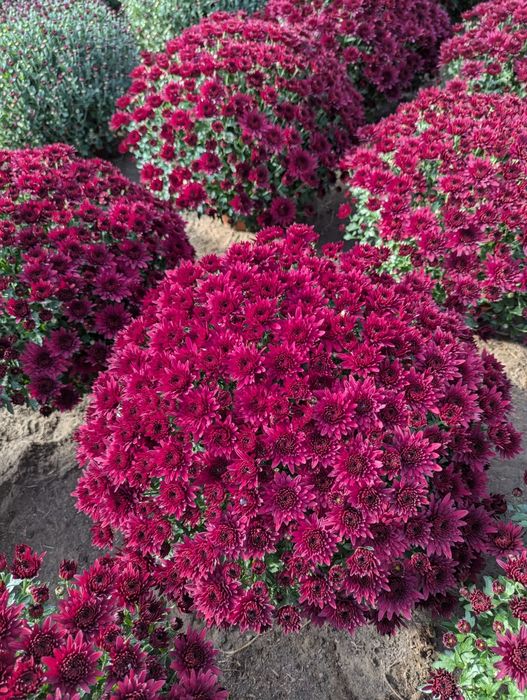 Chryzantemy drobnokwiatowe