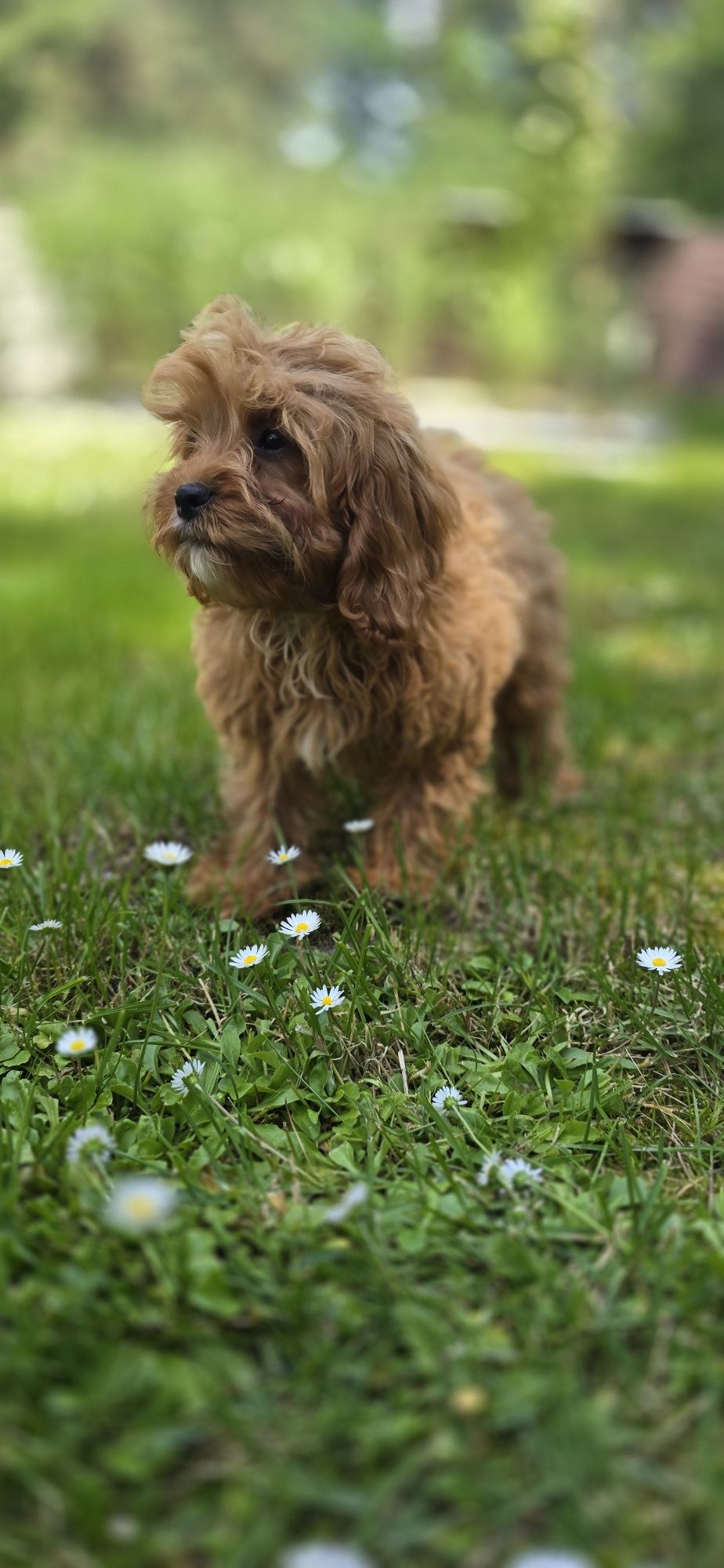 Cavapoo cavadoodle cavalier pudel Doodle