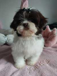 Sunia rasy shih tzu Gotwa do odbioru