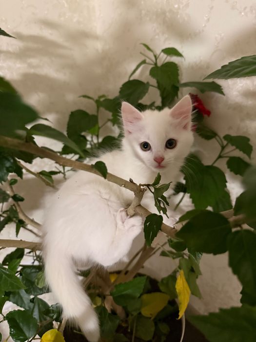 Турецька ангора. Кошеня хлопчик. Біленький, грайливий і пухнастий