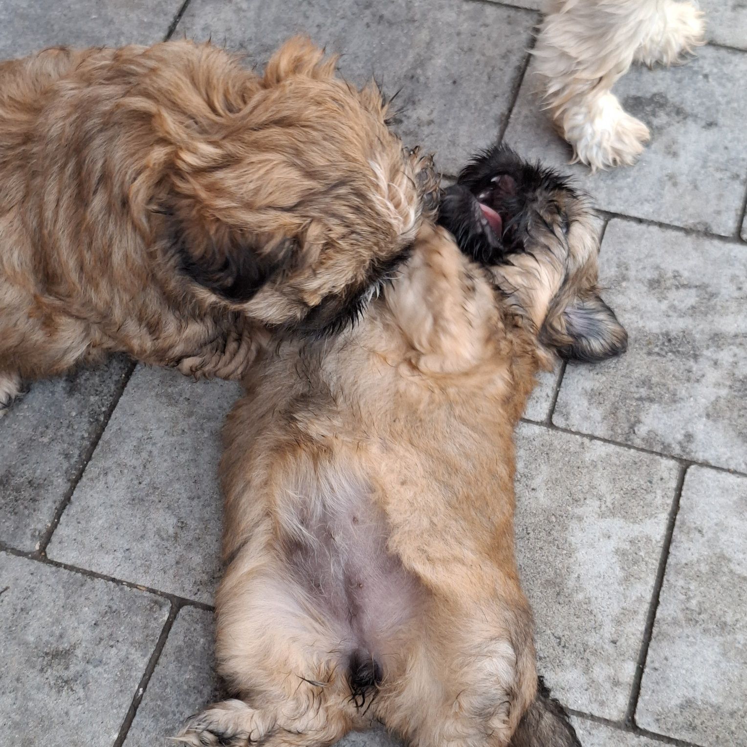 Sunia shih tzu brązowa