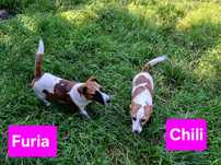 Umaszczenie piękne !!! suczkaJack Russell niskie nóżki RODZICE w hodow