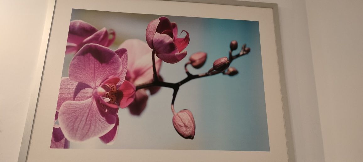 Obraz duży Ikea kwiaty