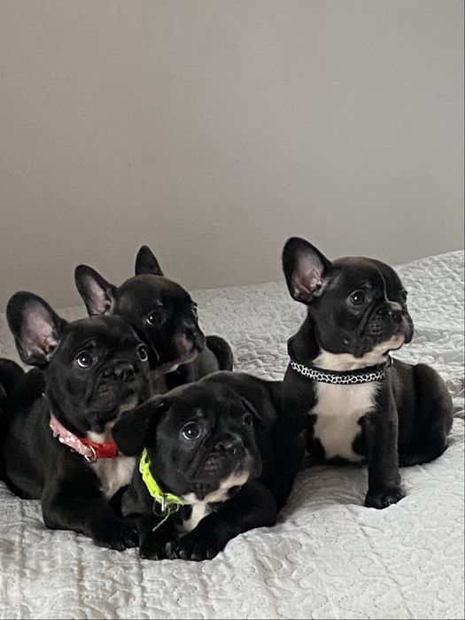 Buldog Francuski