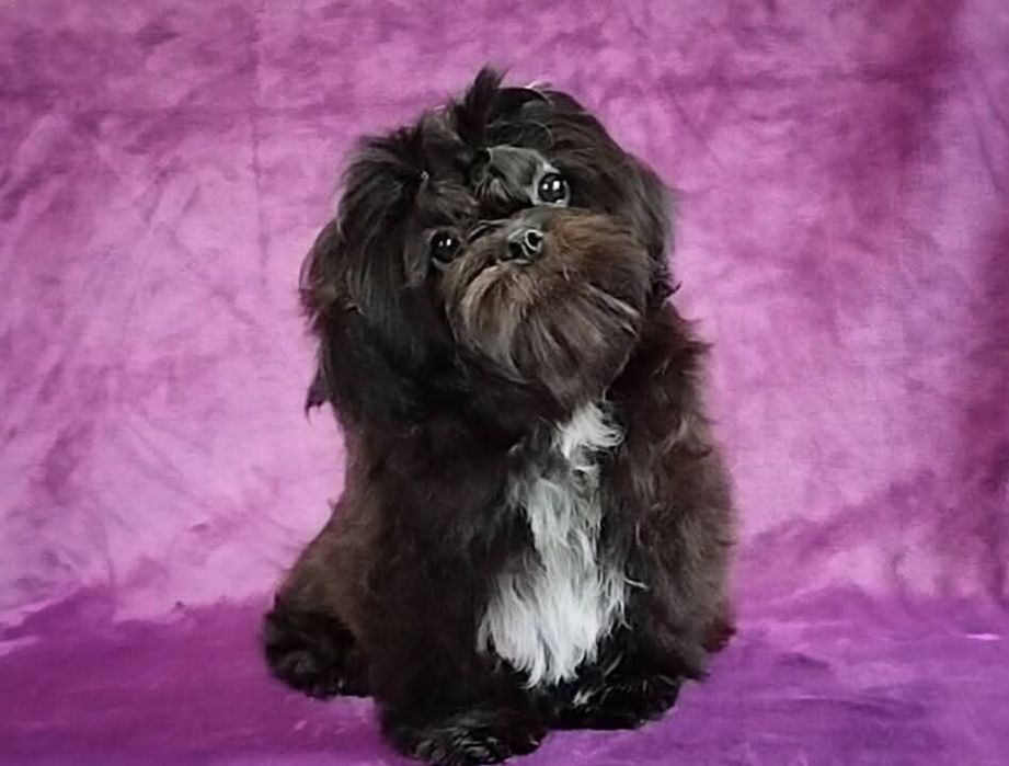 Девочка ши тцу FCI