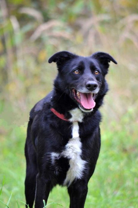 superowy pies czeka na dom