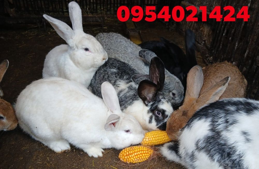 Кролики самці на плем'я