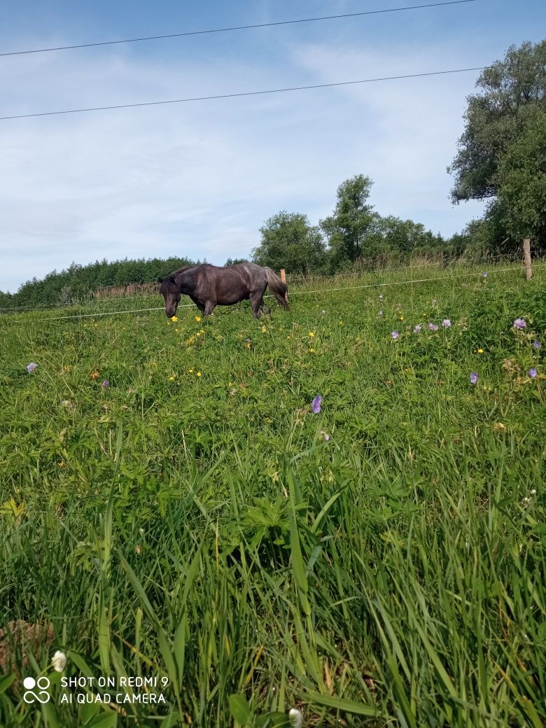 Pensjonat dla koni Świdnica