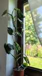 Filodendron white wizard