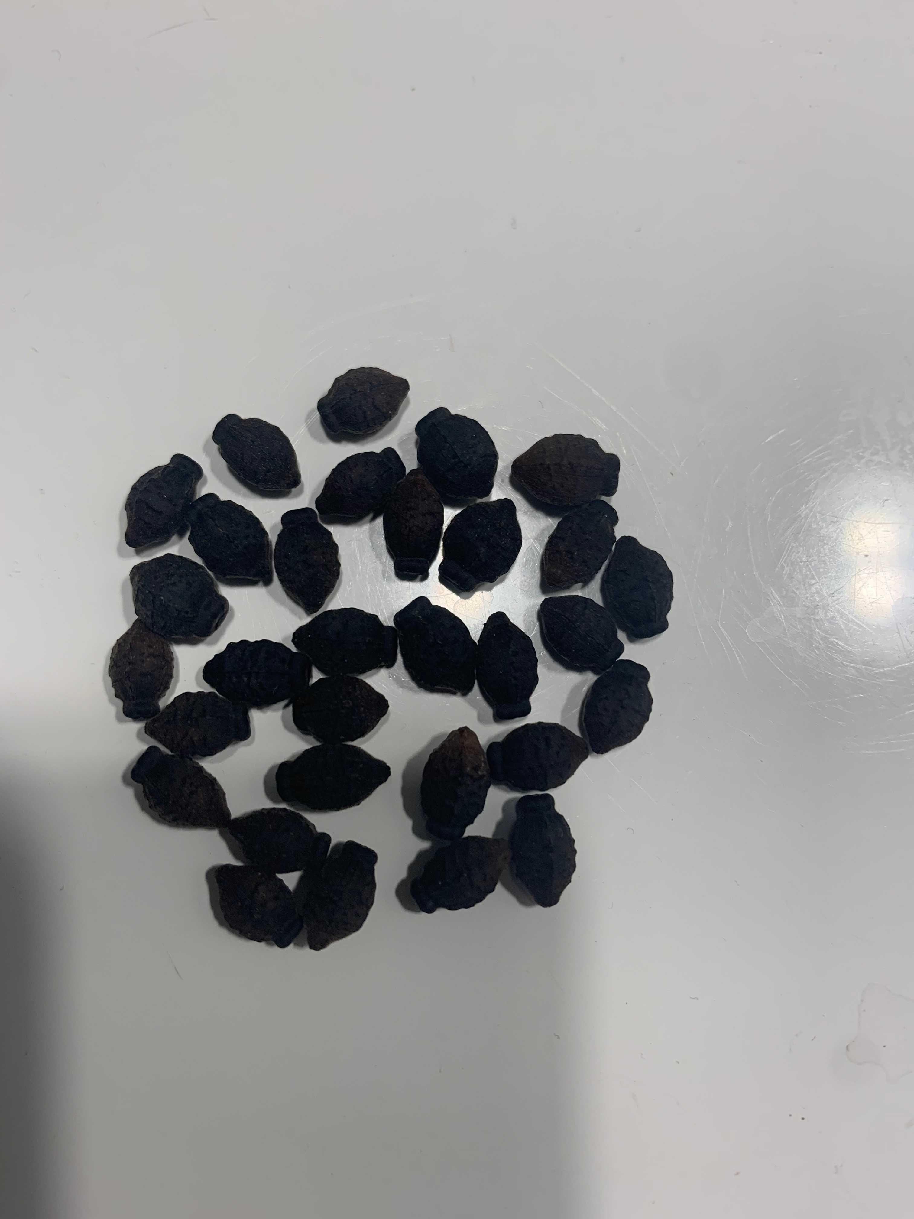 Dziwaczek wielobarwny Jalapa mix - nasiona 2024r.