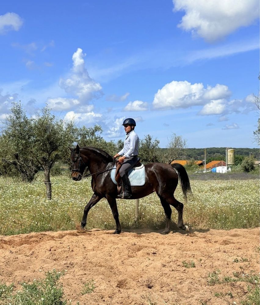 Égua Cruzada 14 Anos