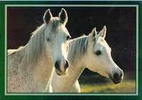 pocztówka koń konie arab Eq 02 klacze OO Białka