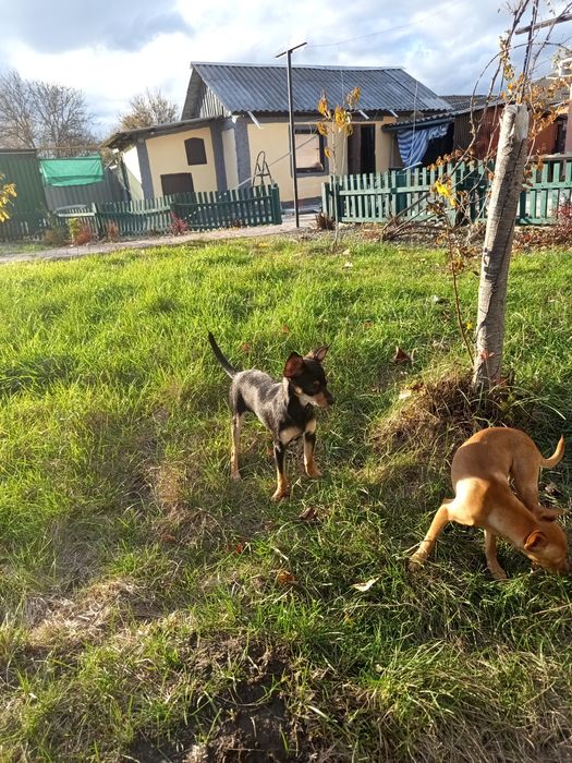 Цуценята породи Той Тер 'єр