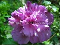 Гибискус древовидный French Purple