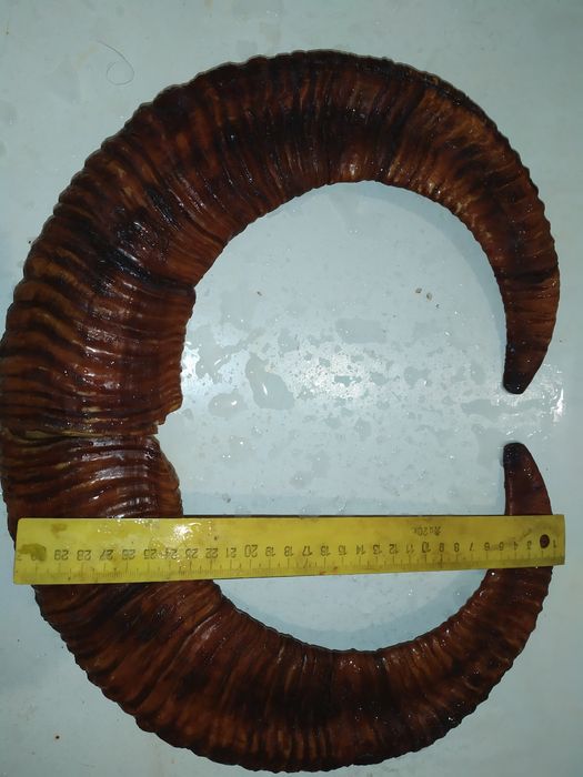 Рога животных  продам хороший экземпляр