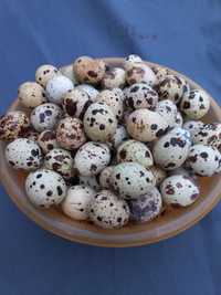 Инкубационное яйцо перепела техасский бройлерный и селадон