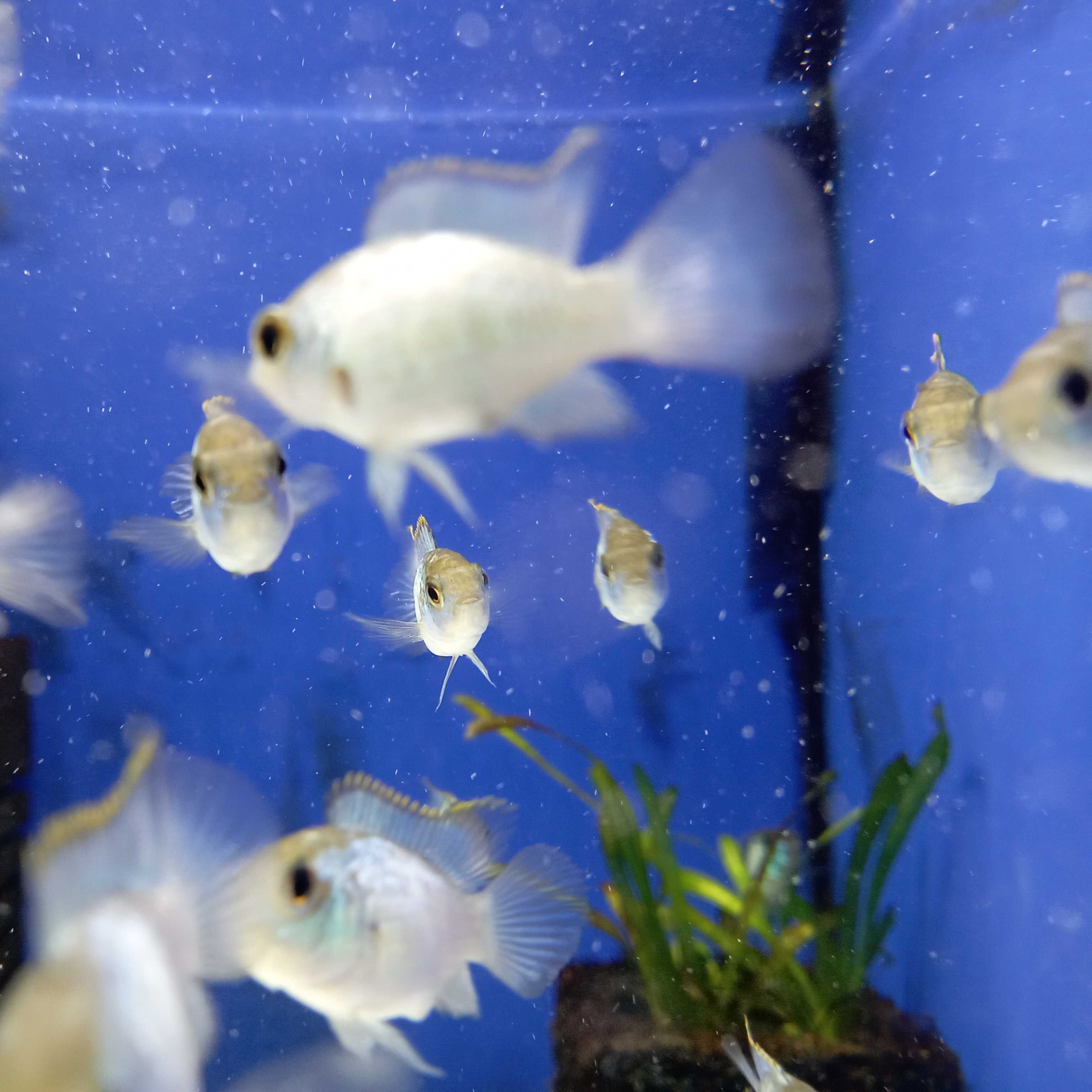 Akara electric blue 4-6cm