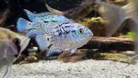 Jack Dempsey Electric Blue 4/6cm