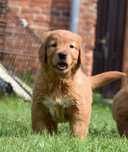 Golden retriever suczka linia amerykańska