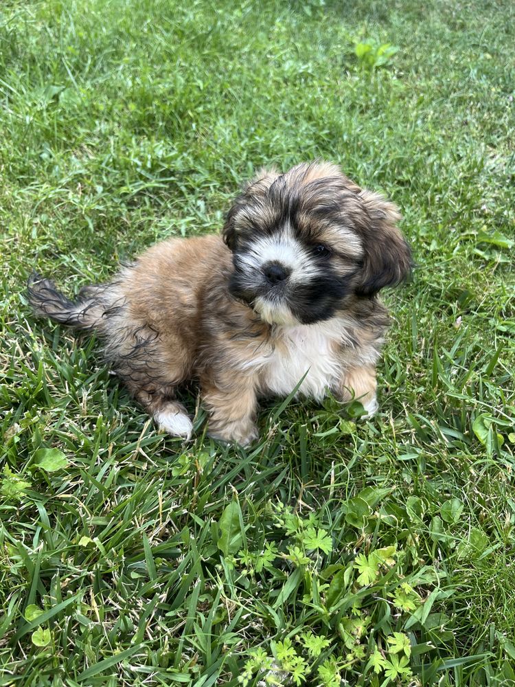 Suczka rasy Shih tzu