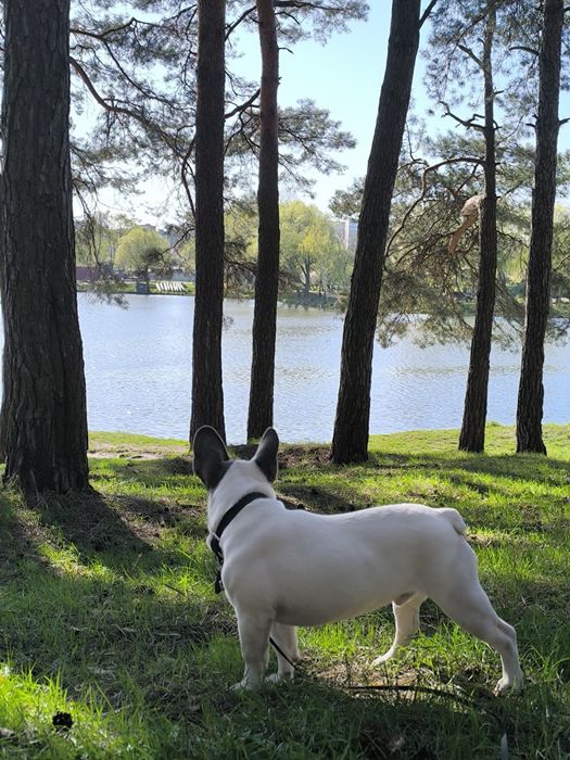 Вязка. Кобель французский бульдог