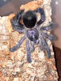 Avicularia purpurea samica 4dc - ptasznik Avi