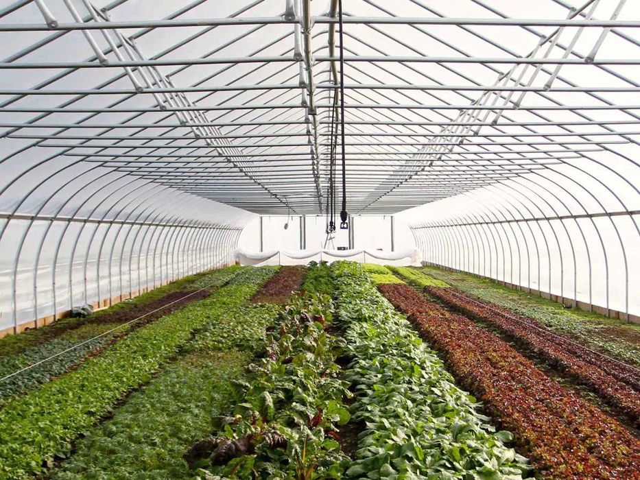 Теплична плівка AgroSave 150 мікрон , 12-14-16 м ширина