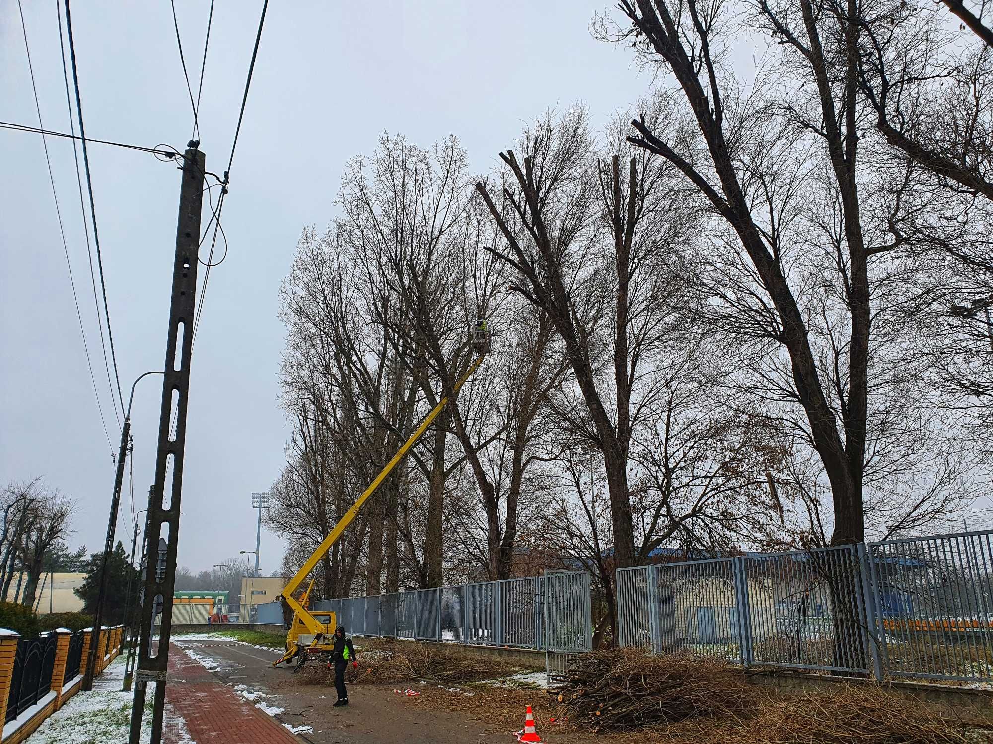 Wycinka drzew, czyszczenie działek, usuwanie zarośli, krzaków