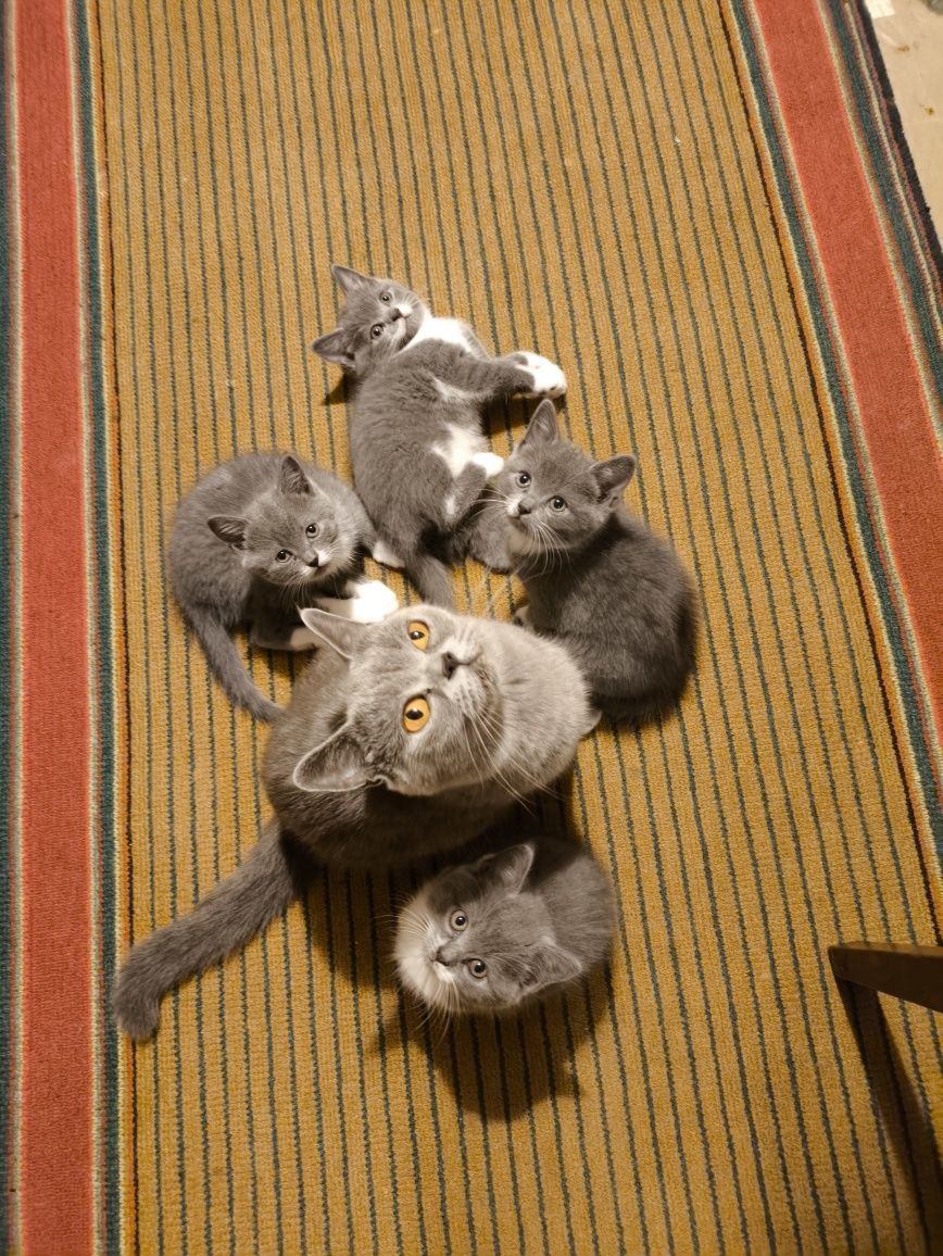 Шотландські кошенята