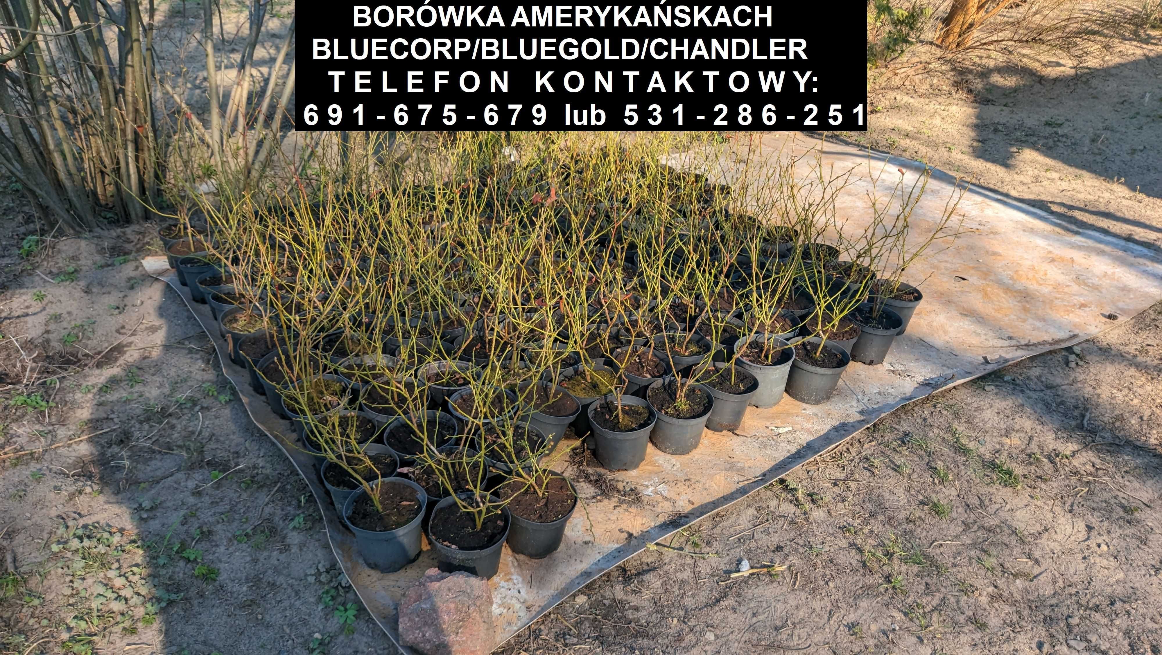 Borówka Amerykańska w odmianach Bluecorp/Bluegold/Chandler - 3 letnia
