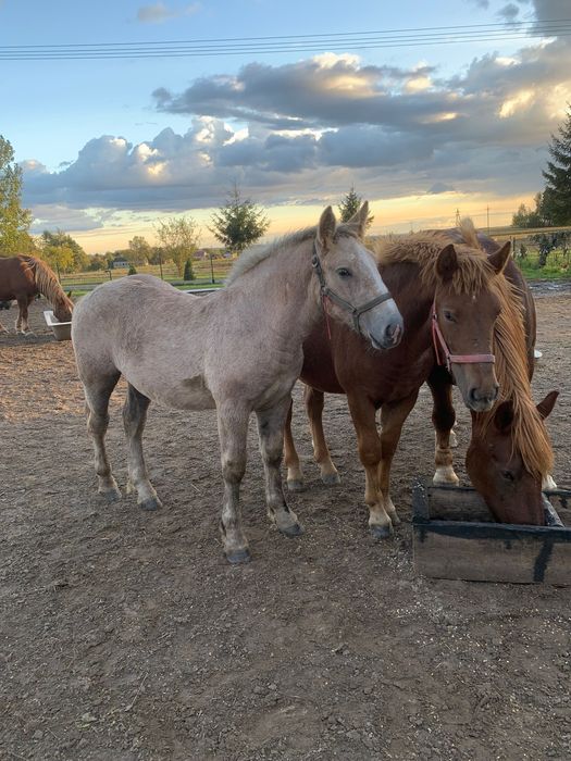 Sprzedam klacz z źrebakiem
