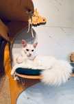 Kocurek Maine coon  opcaj Hodowlana FPL