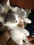 Котик хлопчик 3 тижні