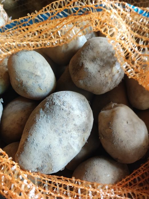 Ziemniaki jadalne swojskie żółte, paszowe