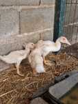 Vendo 3 patos brancos