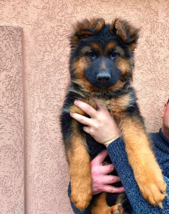 Очень хороший щенки немецкой длинношерстной овчарки